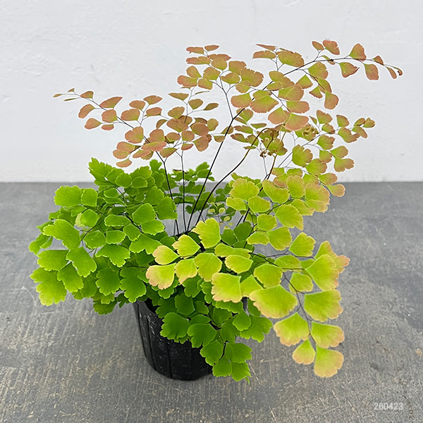 アジアンタム：スクータムロゼウム　3号ポット