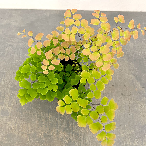 アジアンタム：スクータムロゼウム　3号ポット