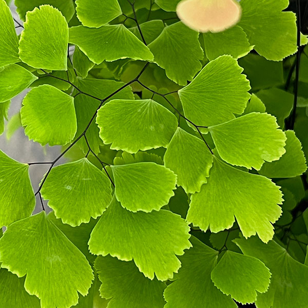 アジアンタム：スクータムロゼウム　3号ポット