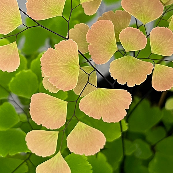 アジアンタム：スクータムロゼウム　3号ポット