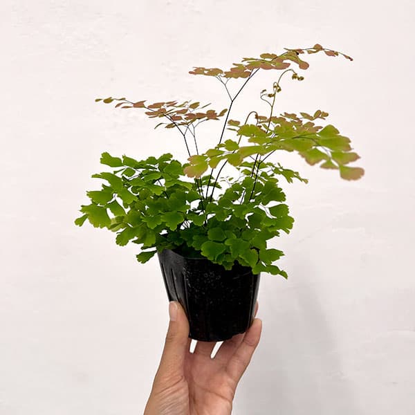 アジアンタム：スクータムロゼウム　3号ポット