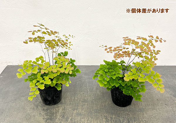 アジアンタム：スクータムロゼウム　3号ポット