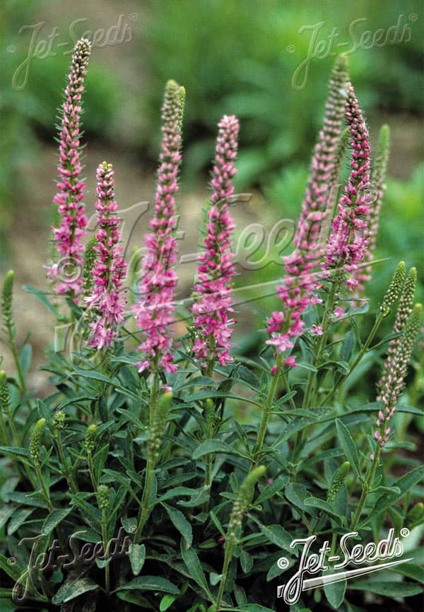 ベロニカ:スピカータ ピンクゴブリン3号ポット