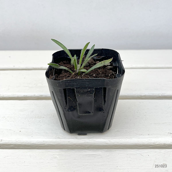 カタナンケ：ケルレア3号ポット2株セット