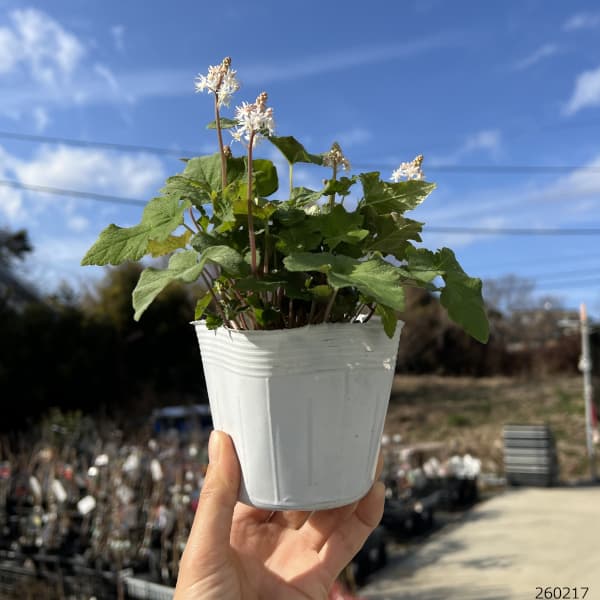 ティアレラ:ウィリー・シルバラード3-3.5号ポット