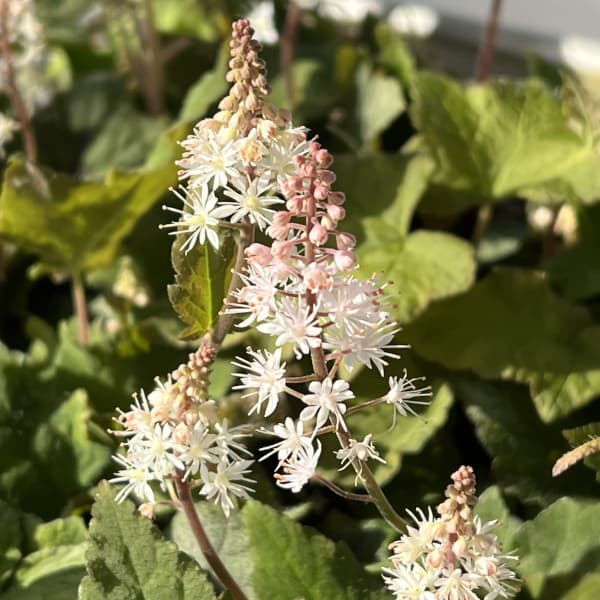 ティアレラ:ウィリー・シルバラード3-3.5号ポット