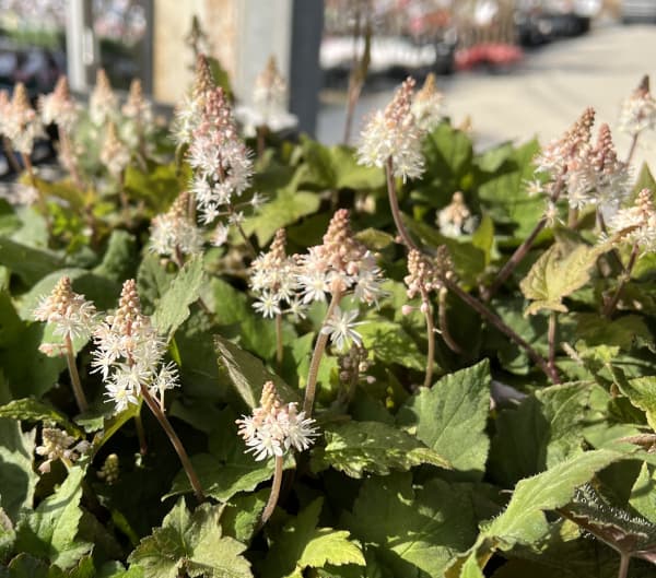 ティアレラ:ウィリー・シルバラード3-3.5号ポット