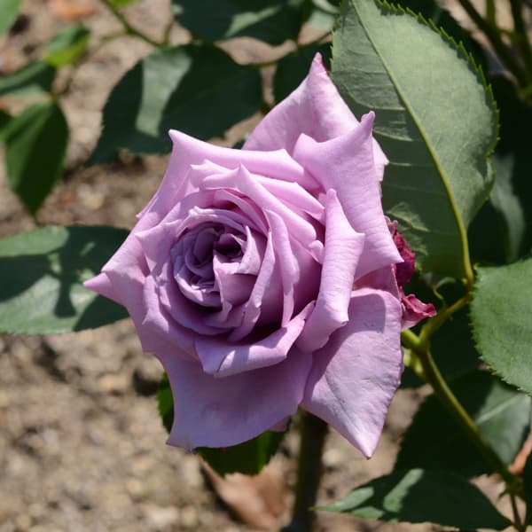 デルバールローズ:マミー・ブルー大苗6号角鉢植え