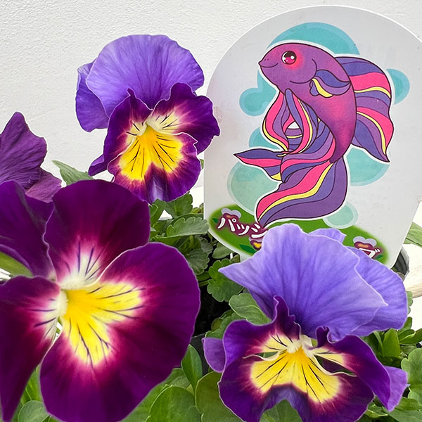 見元園芸さんのパンジー：パッションウェーブ3-3.5号ポット*