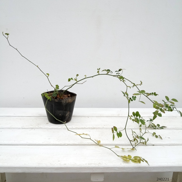 バラ(原種):テリハノイバラ3.5号ポット