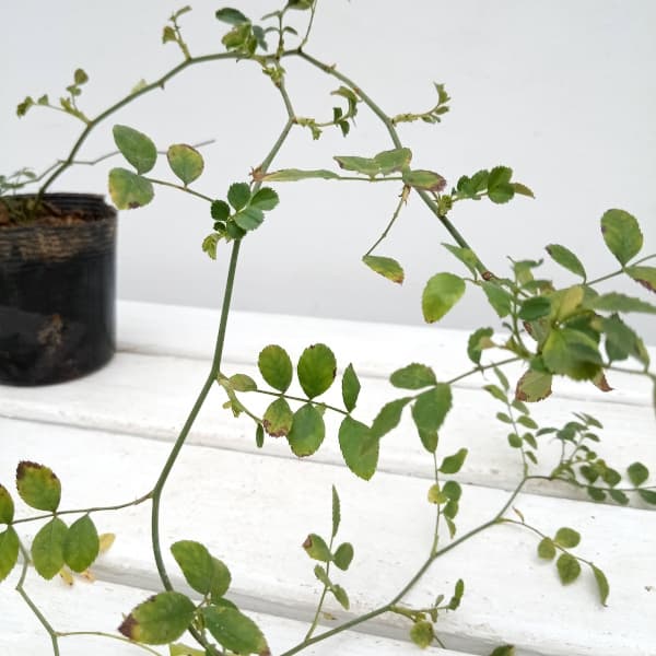 バラ(原種):テリハノイバラ3.5号ポット