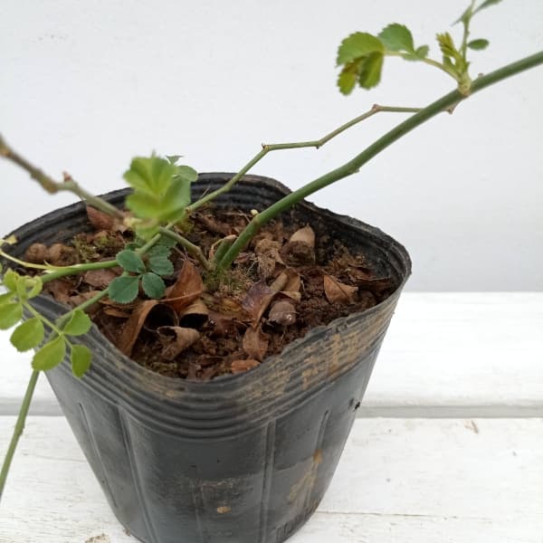 バラ(原種):テリハノイバラ3.5号ポット