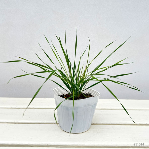 ホルディウム ジュバタム3.5号ポット