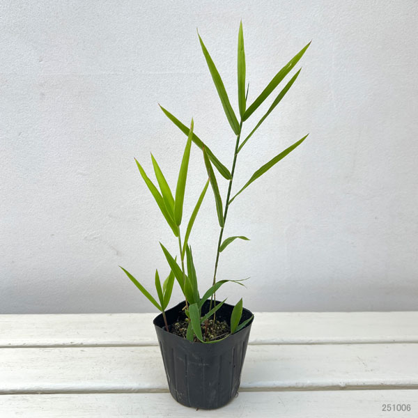 ワイルドオーツ（宿根小判草）3-3.5号ポット