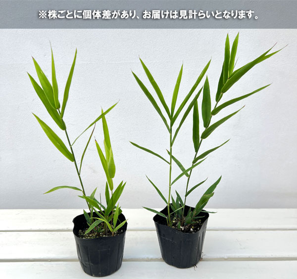 ワイルドオーツ（宿根小判草）3-3.5号ポット