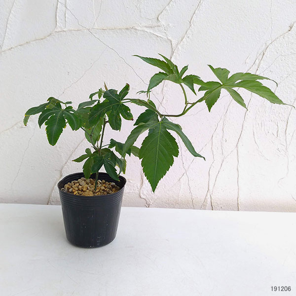 [26年2月中下旬予約]甜茶（テンチャ）3.5号ポット