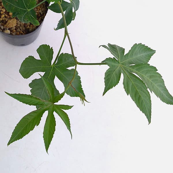 [26年2月中下旬予約]甜茶（テンチャ）3.5号ポット