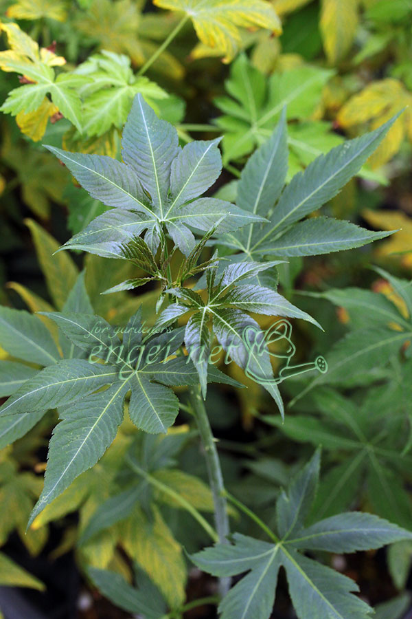 [26年2月中下旬予約]甜茶（テンチャ）3.5号ポット