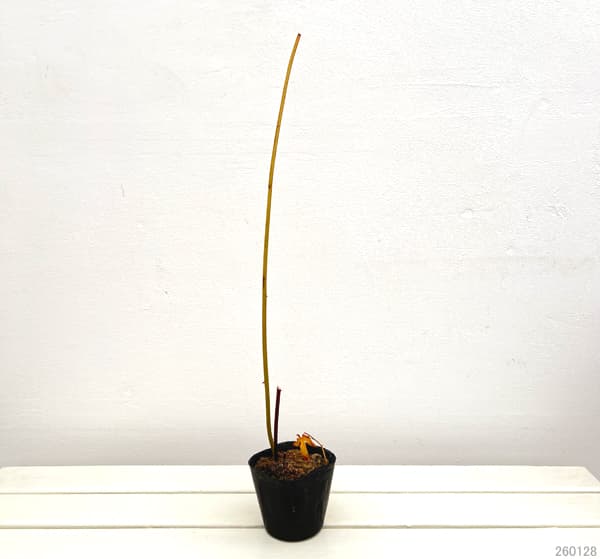 甜茶（テンチャ）3.5号ポット