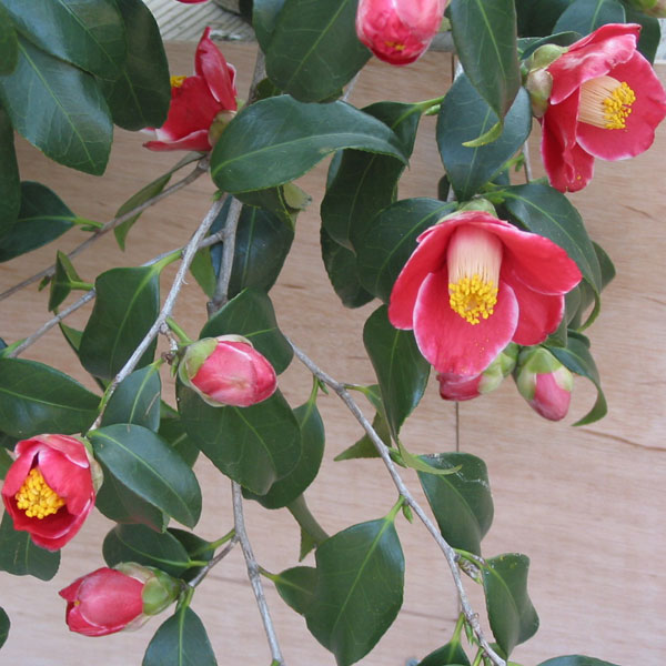 椿（ツバキ）：玉之浦(たまのうら)3.5号ポット