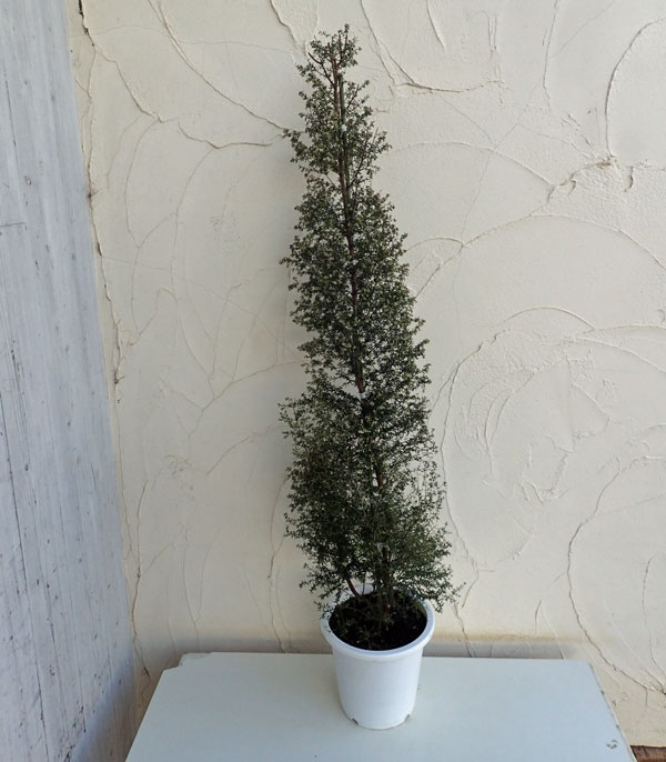 エリカ：ジャノメエリカ（スタンド仕立て）8号鉢植え