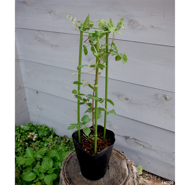 園芸ネット本店｜クレマチス：パープレア プレナ エレガンス4号