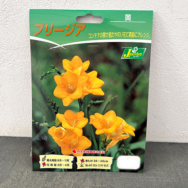 フリージア（一重咲）：黄10球入り