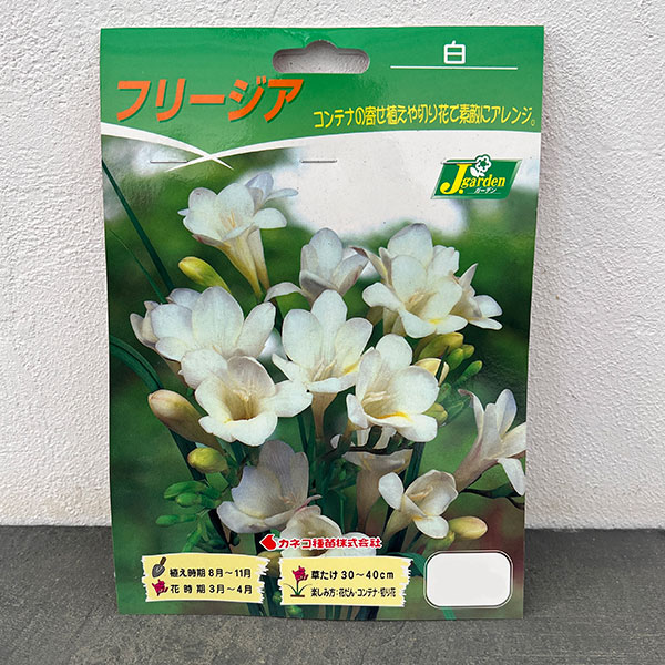 フリージア（一重咲）：白10球入り