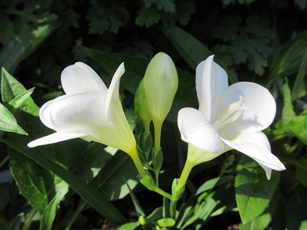 フリージア（一重咲）：白10球入り