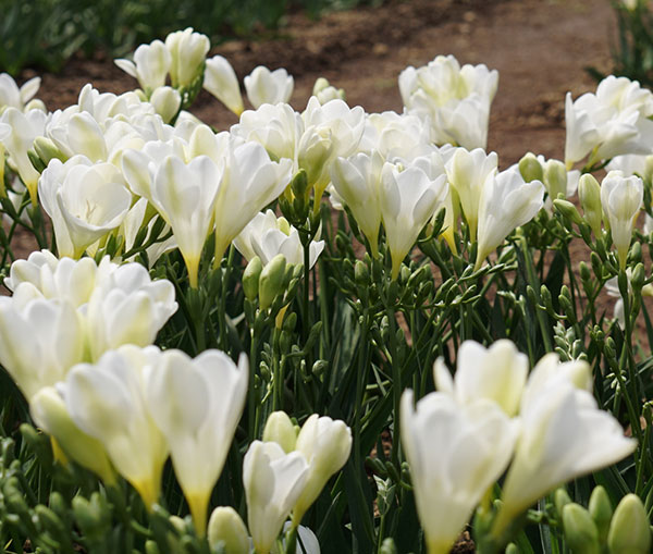 フリージア（一重咲）：白10球入り