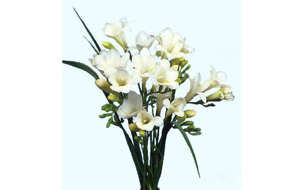 フリージア（一重咲）：白10球入り