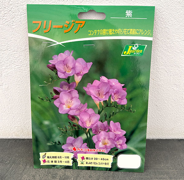 フリージア(一重咲):紫10球入り