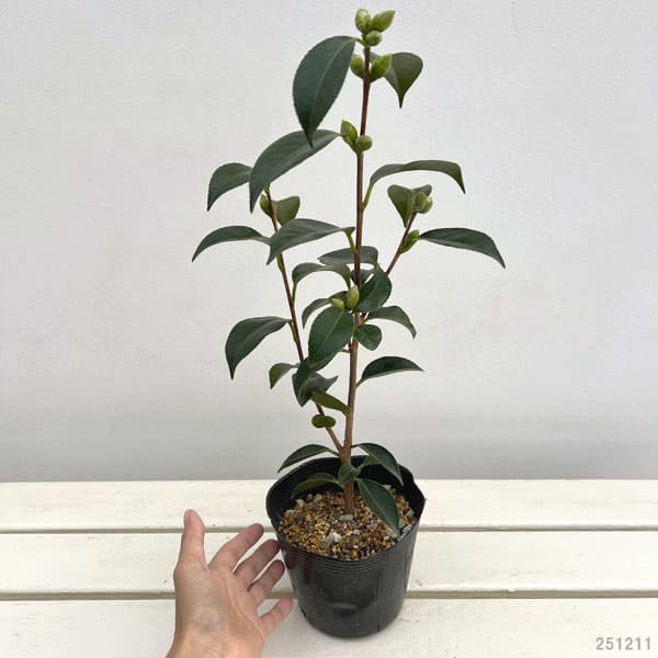 ツバキ(椿):春の台(はるのうてな)4号ポット