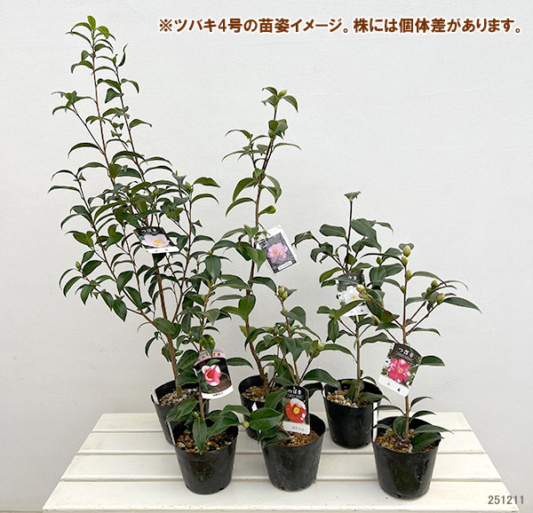 ツバキ（椿）：松波（まつなみ）4.5号ポット