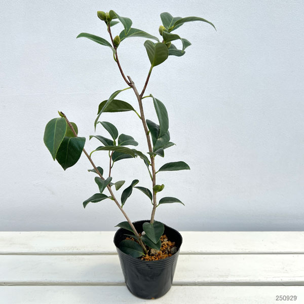 椿（ツバキ）：白玉（しらたま）4～4.5号ポット