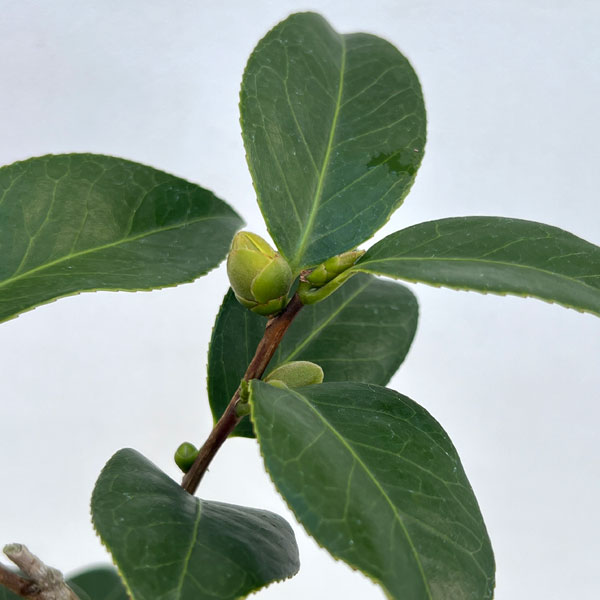 椿（ツバキ）：白玉（しらたま）4～4.5号ポット