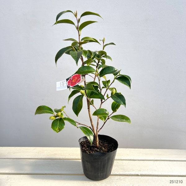 ツバキ（椿）：玉ありあけ4.5号ポット