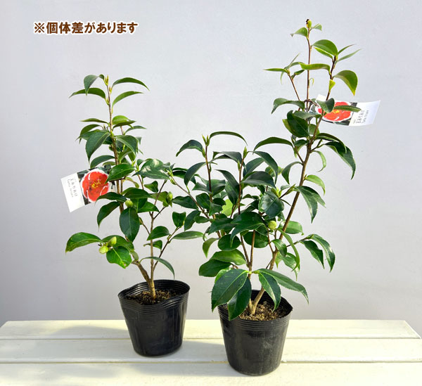 ツバキ（椿）：玉ありあけ4.5号ポット