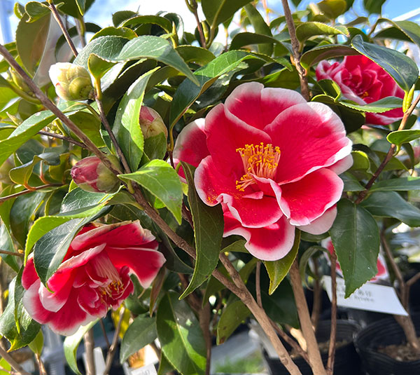 ツバキ（椿）：玉ありあけ4.5号ポット