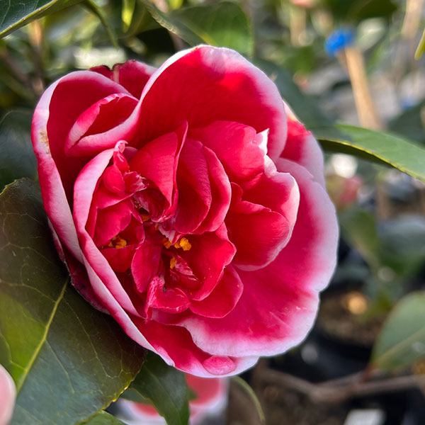 ツバキ（椿）：玉ありあけ4.5号ポット