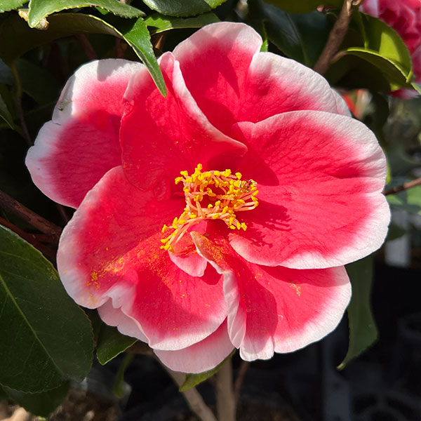 ツバキ（椿）：玉ありあけ4.5号ポット