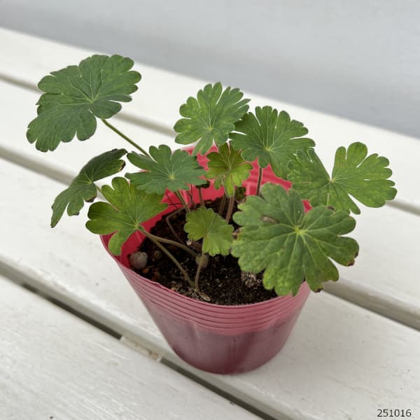 ゲラニウム：ニューハンプシャーパープル 3.5号ポット