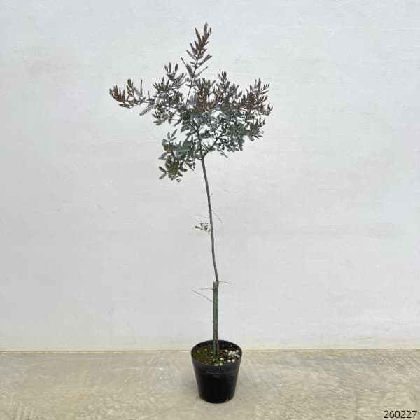 アカシア:ギンヨウ(銀葉)アカシア プルプレア 5号ポット