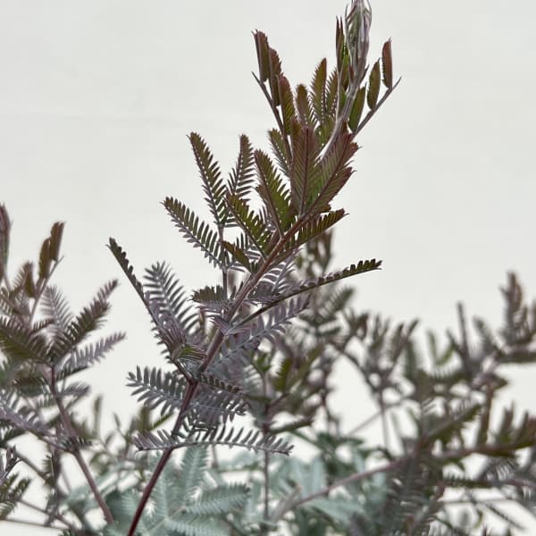 アカシア:ギンヨウ(銀葉)アカシア プルプレア 5号ポット