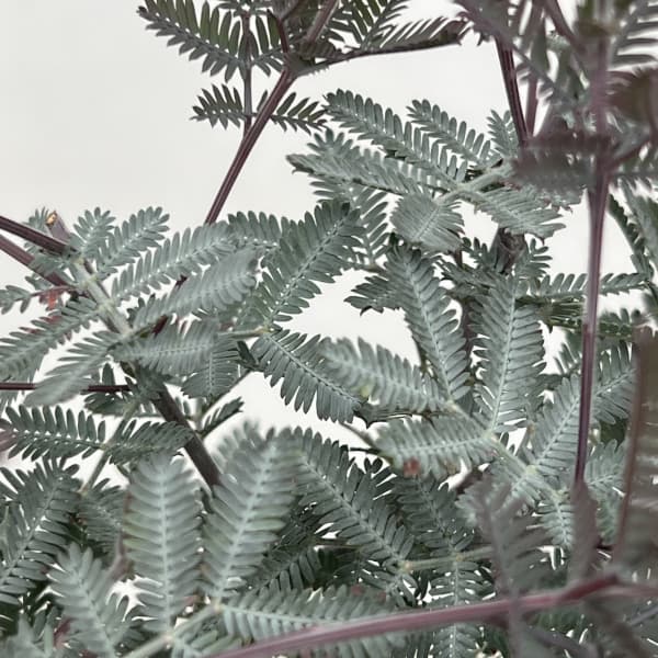 アカシア:ギンヨウ(銀葉)アカシア プルプレア 5号ポット