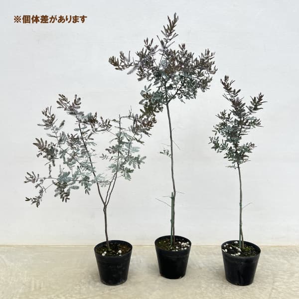 アカシア:ギンヨウ(銀葉)アカシア プルプレア 5号ポット