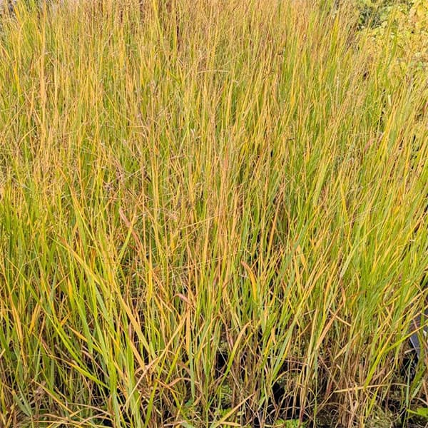 パニカム：ヘビーメタル3.5号ポット