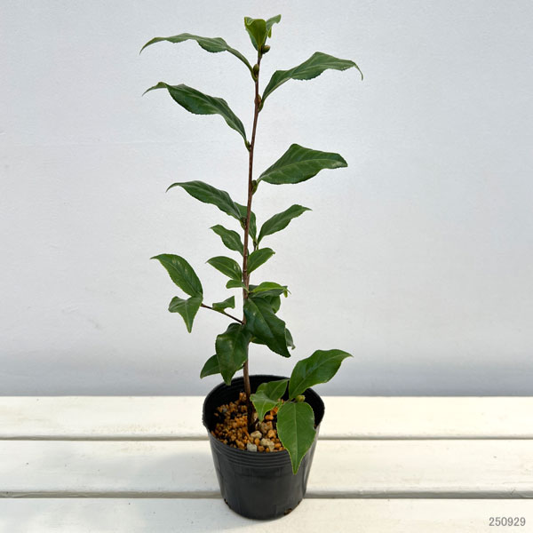 椿(ツバキ):炉開き(ろびらき)4~4.5号ポット