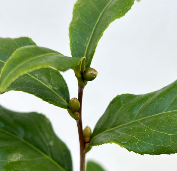 椿(ツバキ):炉開き(ろびらき)4~4.5号ポット