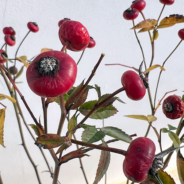 実を楽しむバラ:センセーショナルファンタジー5号ポット